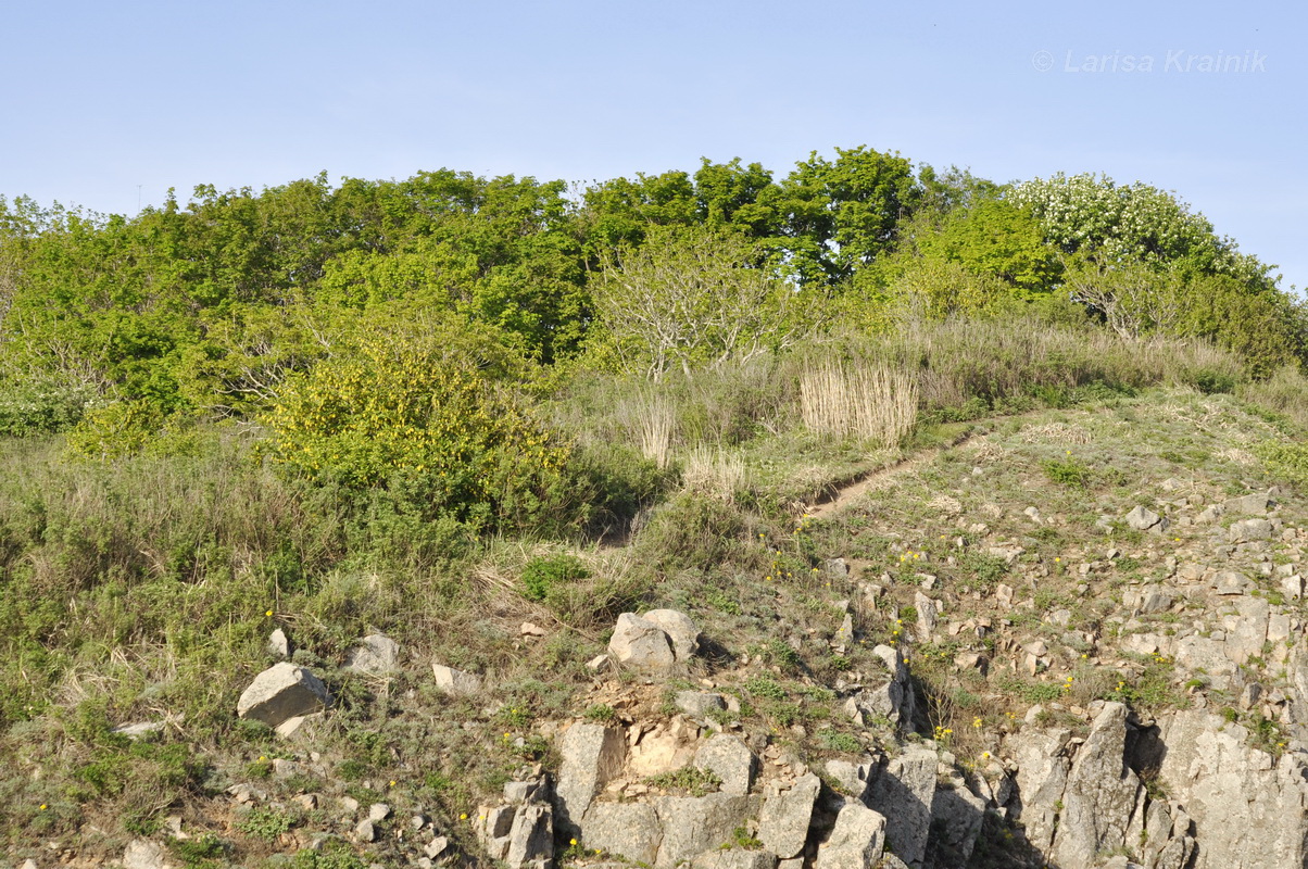 Остров Шкота, image of landscape/habitat.