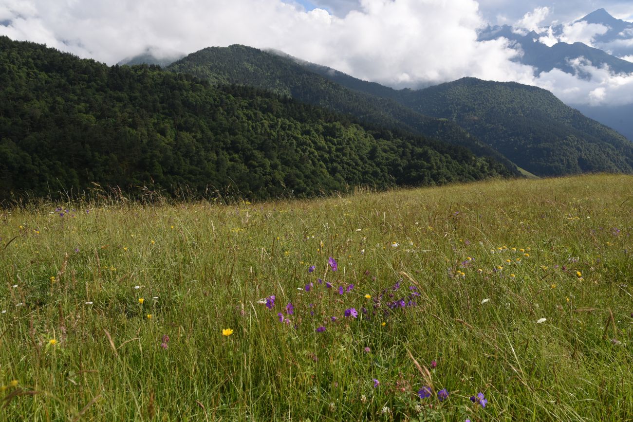 Урочище Кязи и окрестности, image of landscape/habitat.