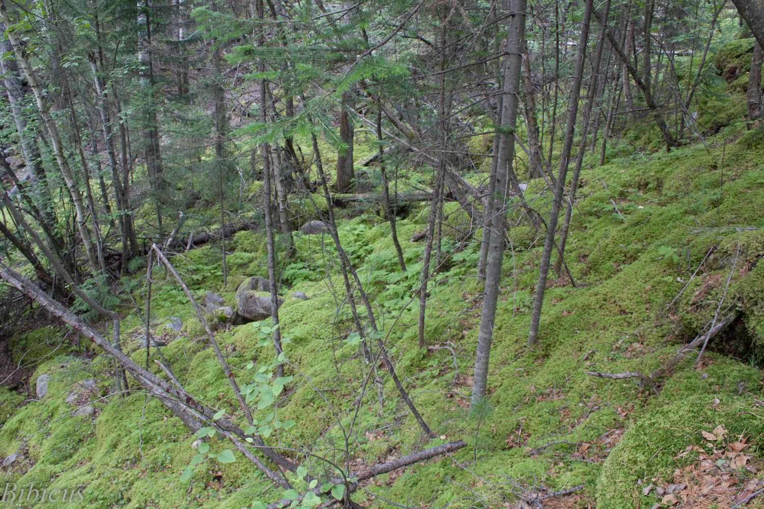 Орхо-Бом, image of landscape/habitat.