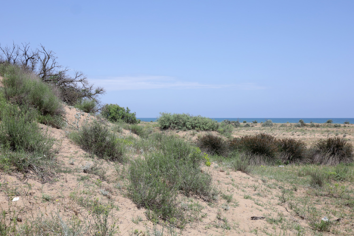 Берег моря у села Новокаякент, image of landscape/habitat.