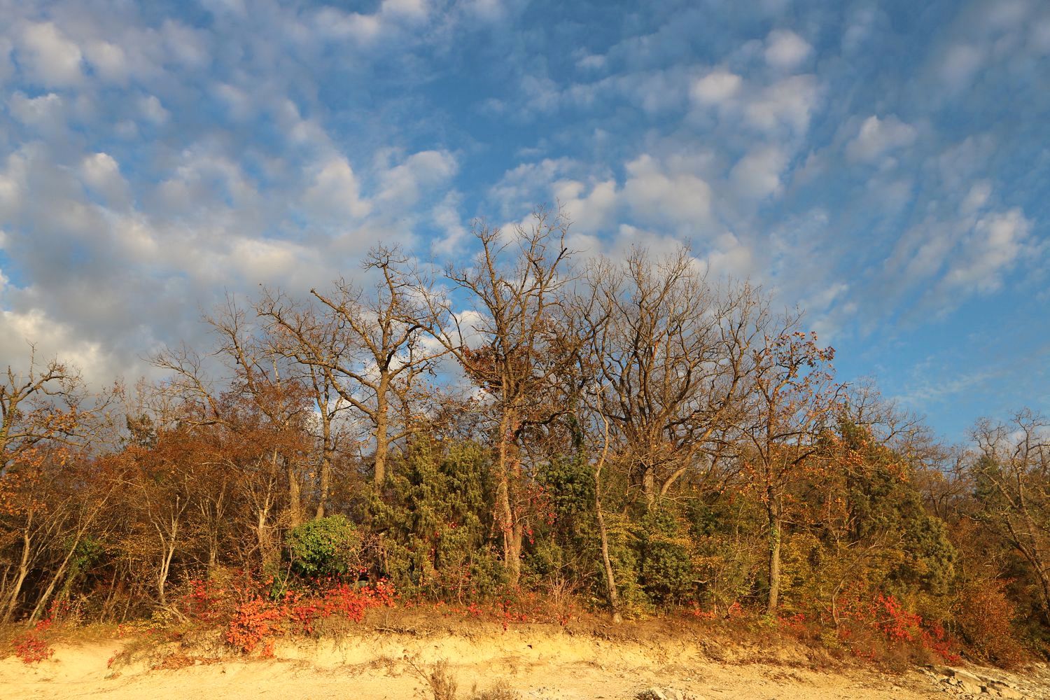 Приморские склоны у Варваровки, image of landscape/habitat.