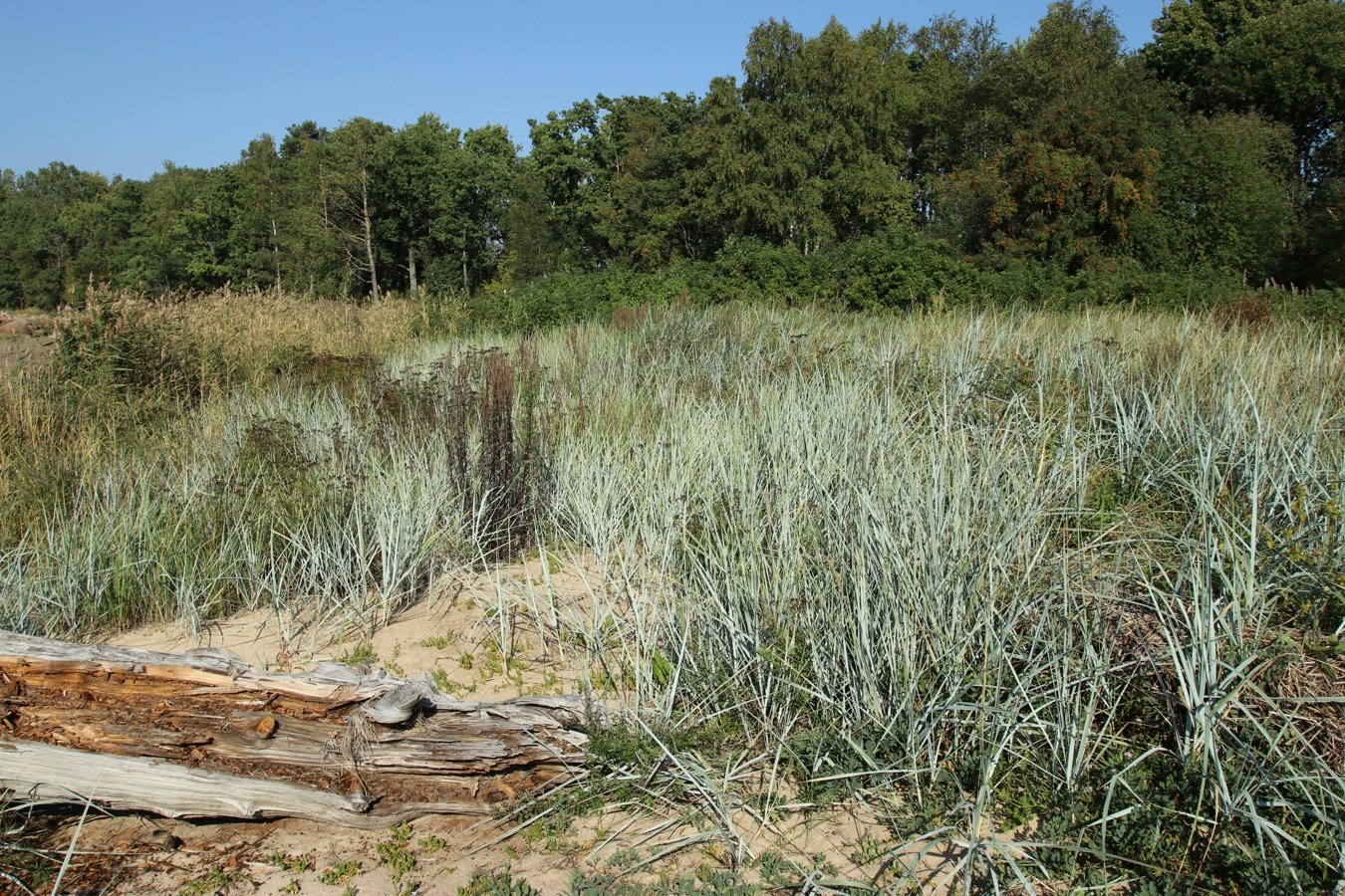 Мыс Дубовский, image of landscape/habitat.