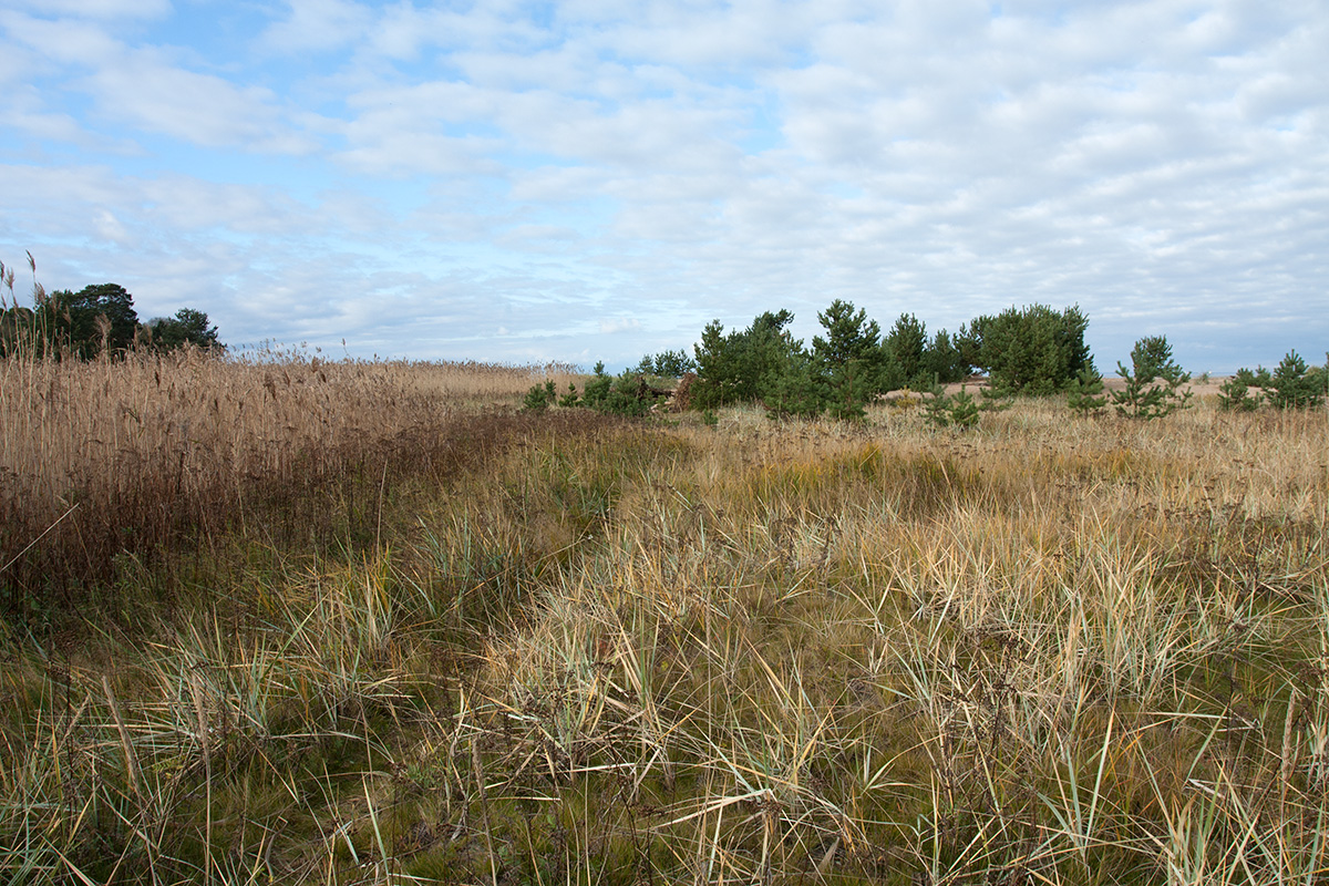 Большая Ижора, image of landscape/habitat.