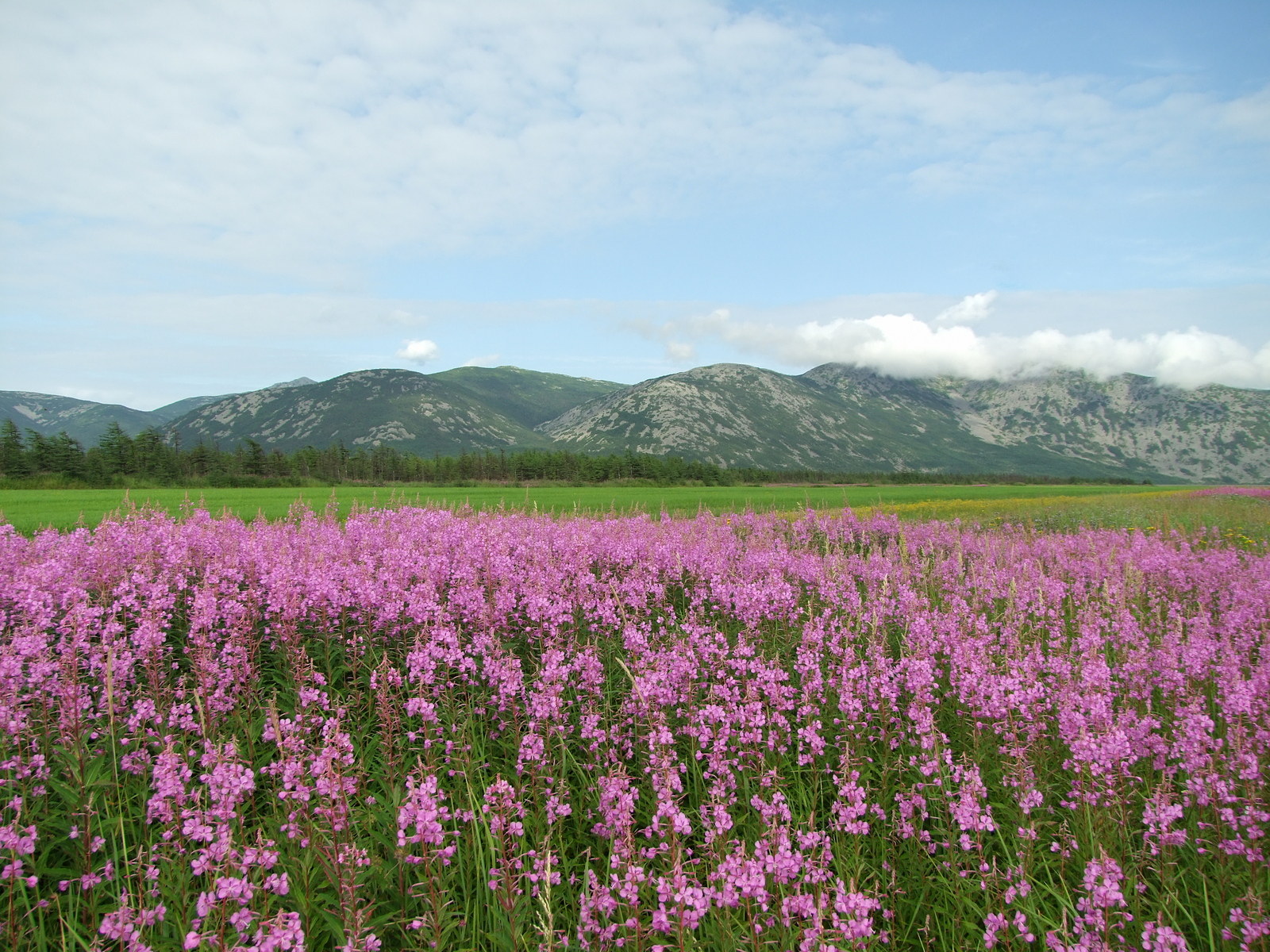 Арманское побережье, image of landscape/habitat.