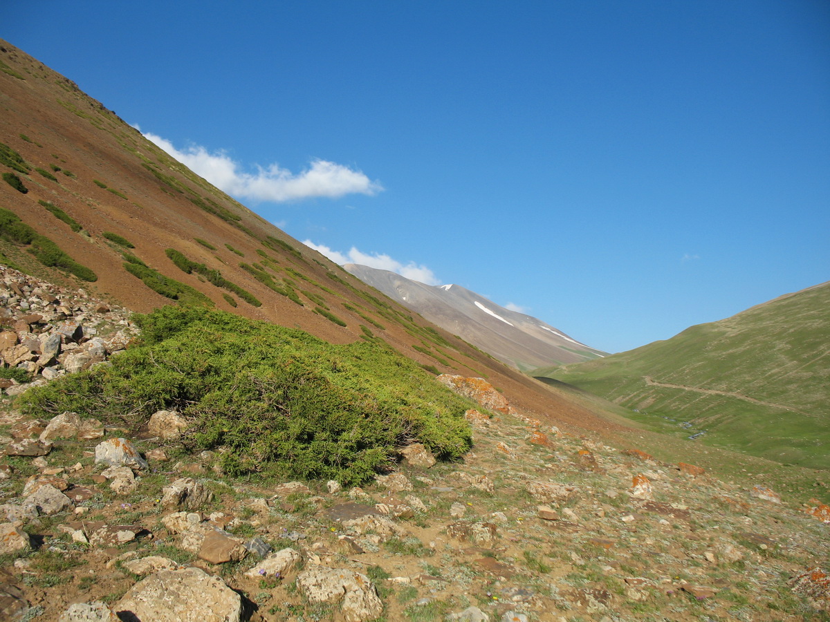 Перевал Кара-Буура, image of landscape/habitat.