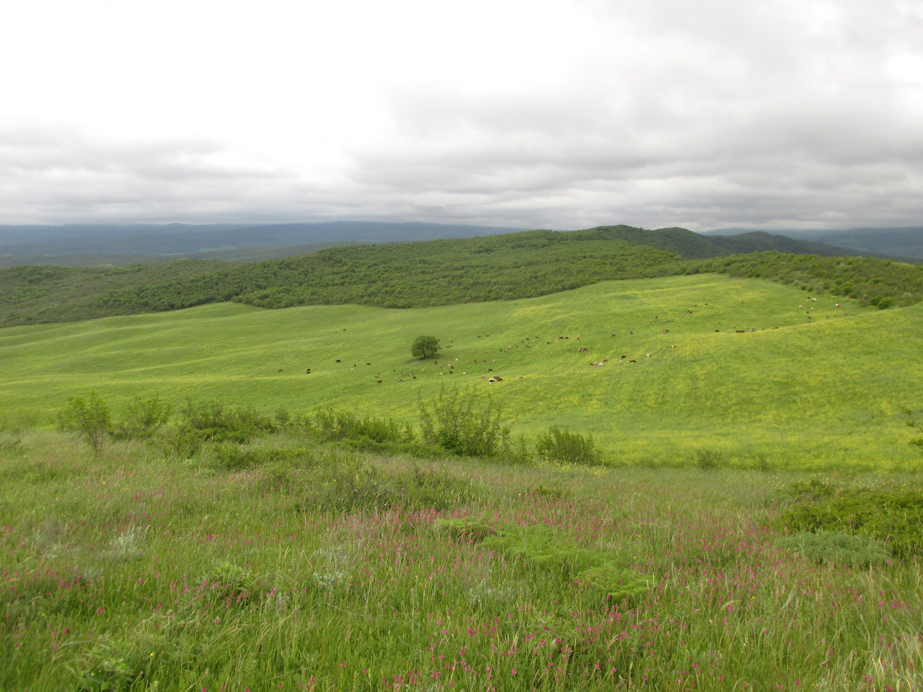 Окрестности села Геджух, image of landscape/habitat.