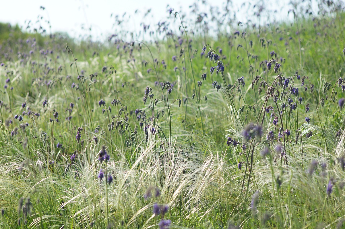 Балка Бирючья, image of landscape/habitat.