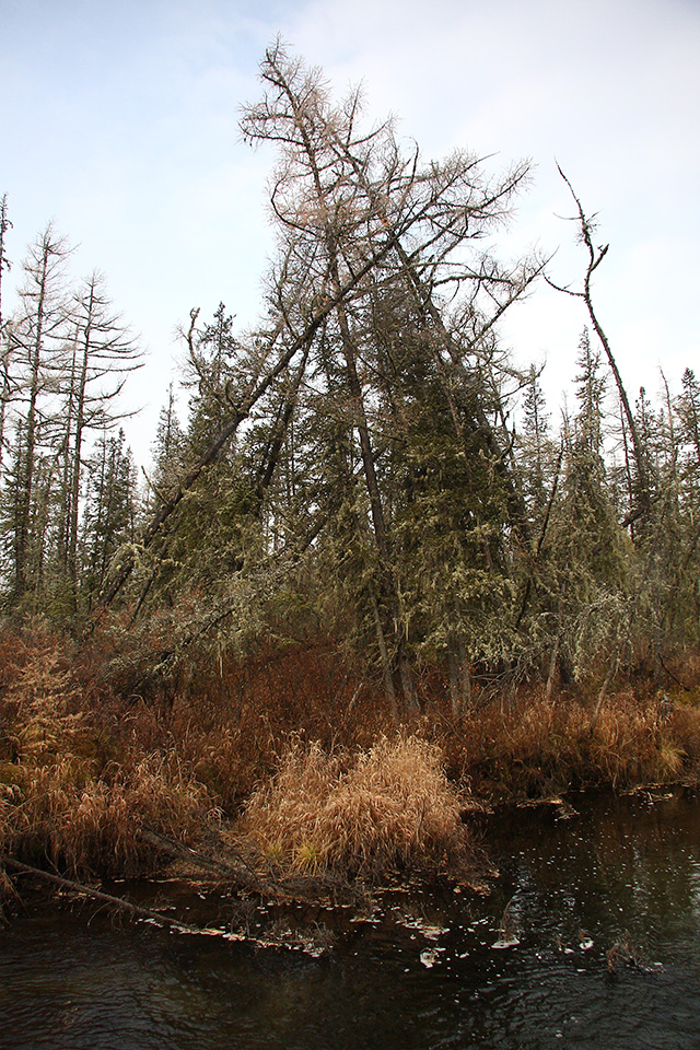 Излучина Иркута близ Тибельти, image of landscape/habitat.