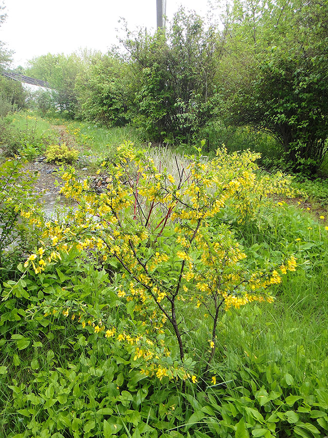 Иркутск, image of landscape/habitat.