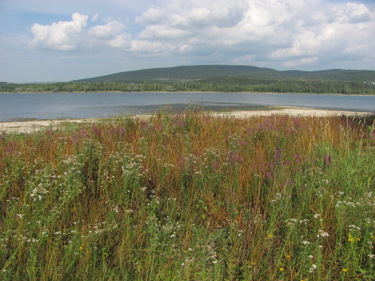 Симферопольское Водохранилище, image of landscape/habitat.