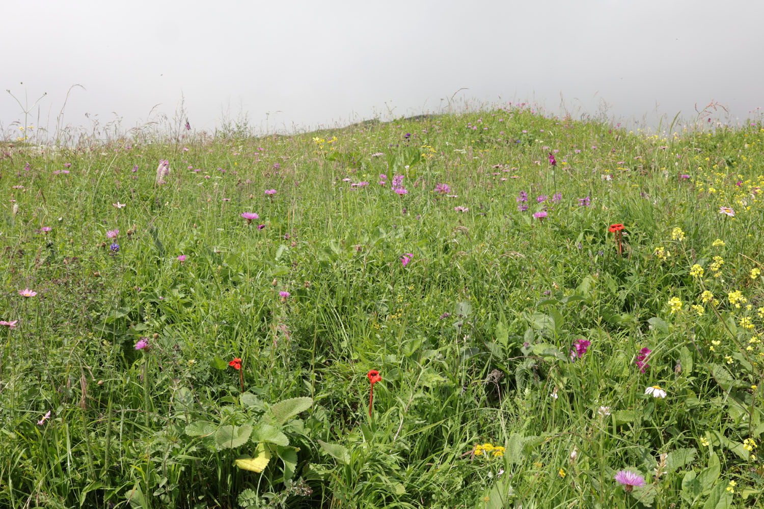 Текипиркент, image of landscape/habitat.