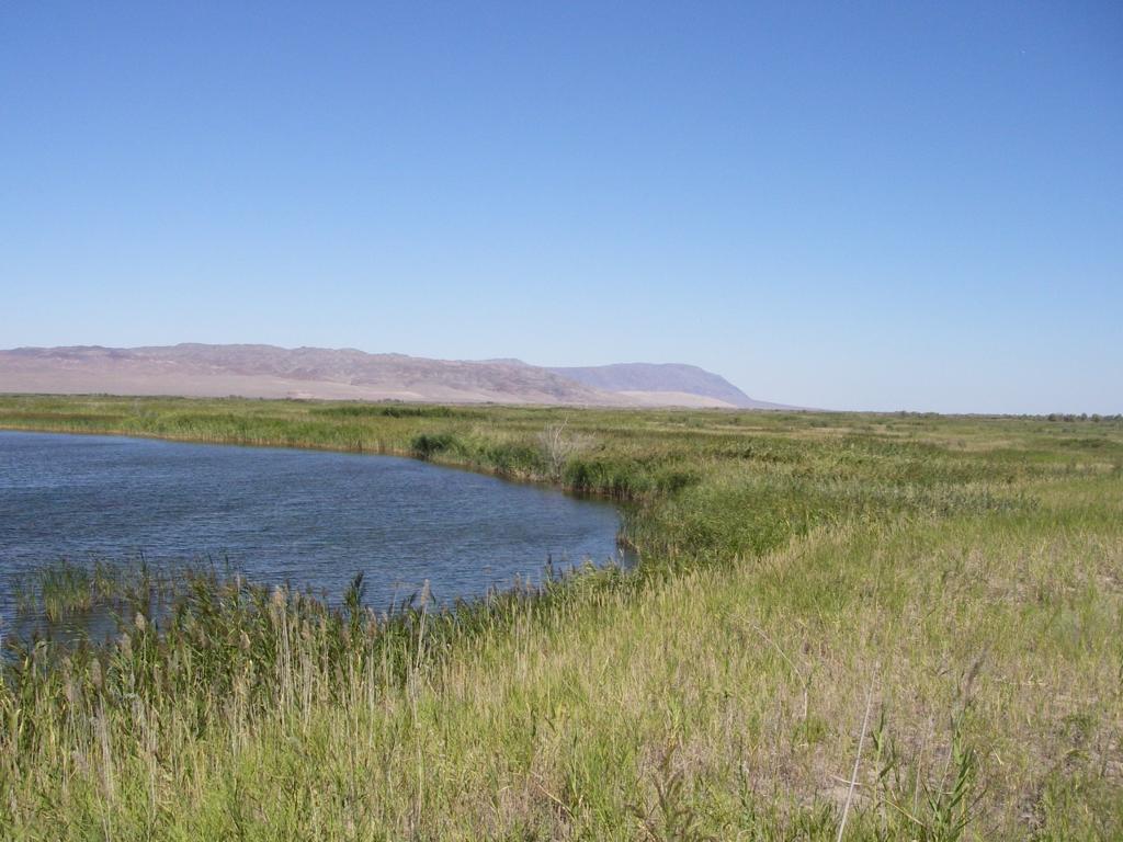 Река Или, выше Капчагая, image of landscape/habitat.