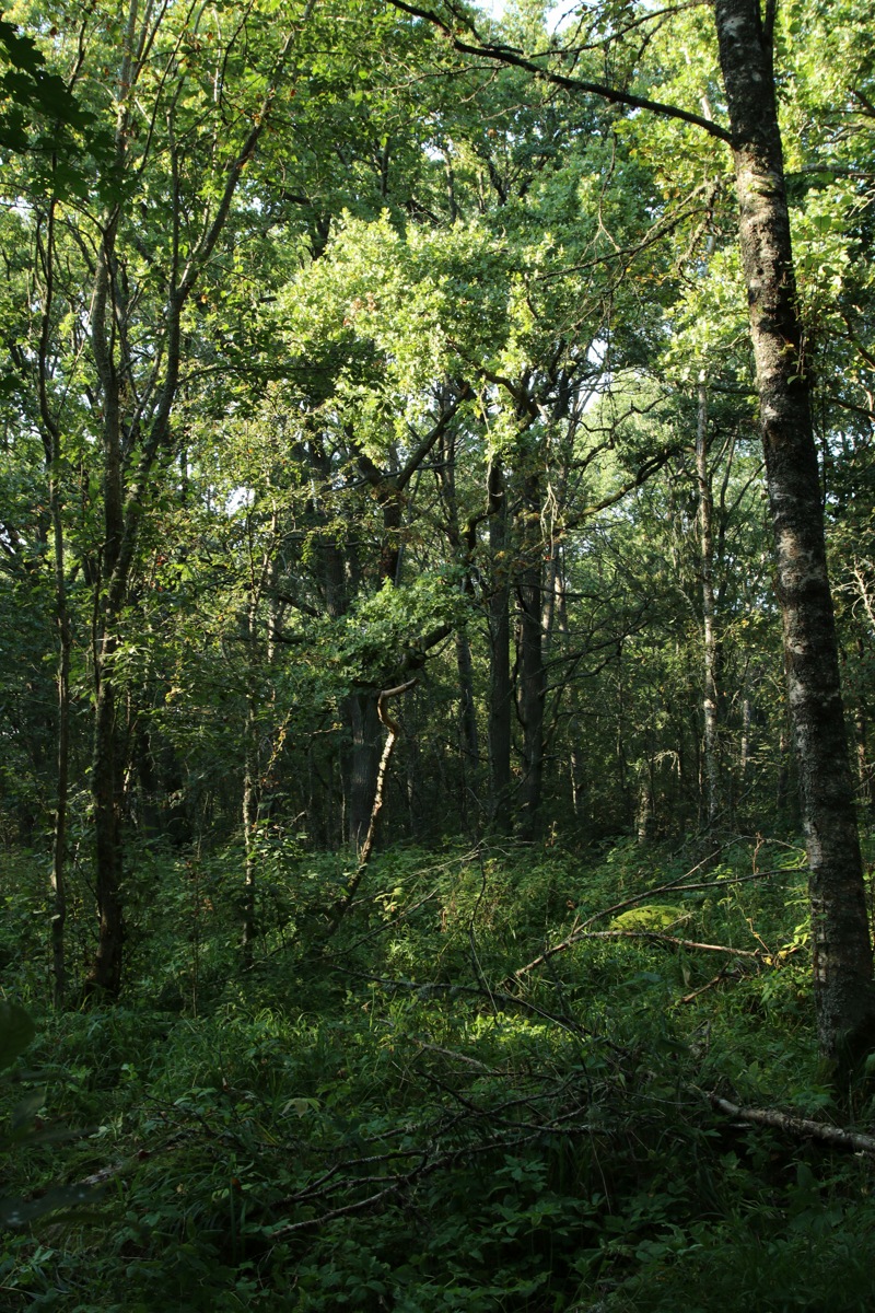 Мыс Дубовский, image of landscape/habitat.