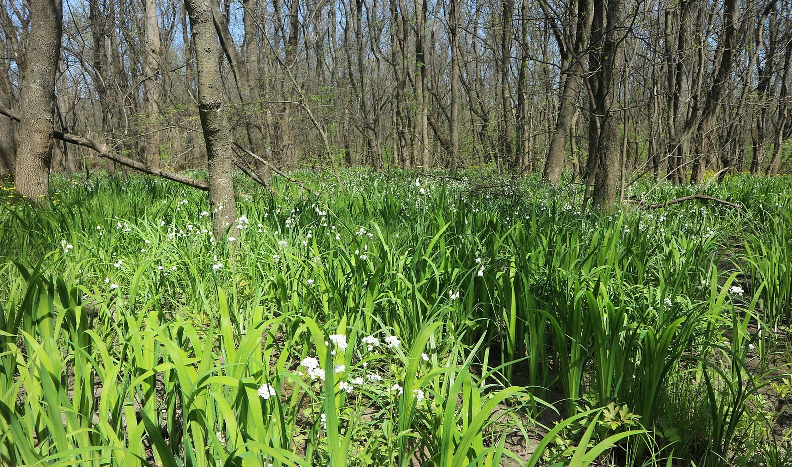 Цемесская роща, image of landscape/habitat.