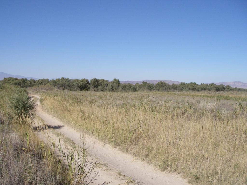 Река Или, выше Капчагая, image of landscape/habitat.