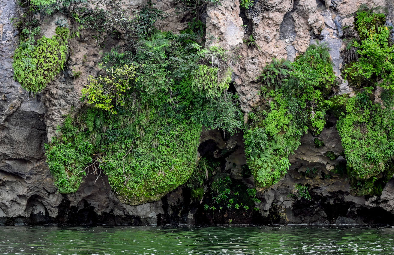 Синпин, image of landscape/habitat.