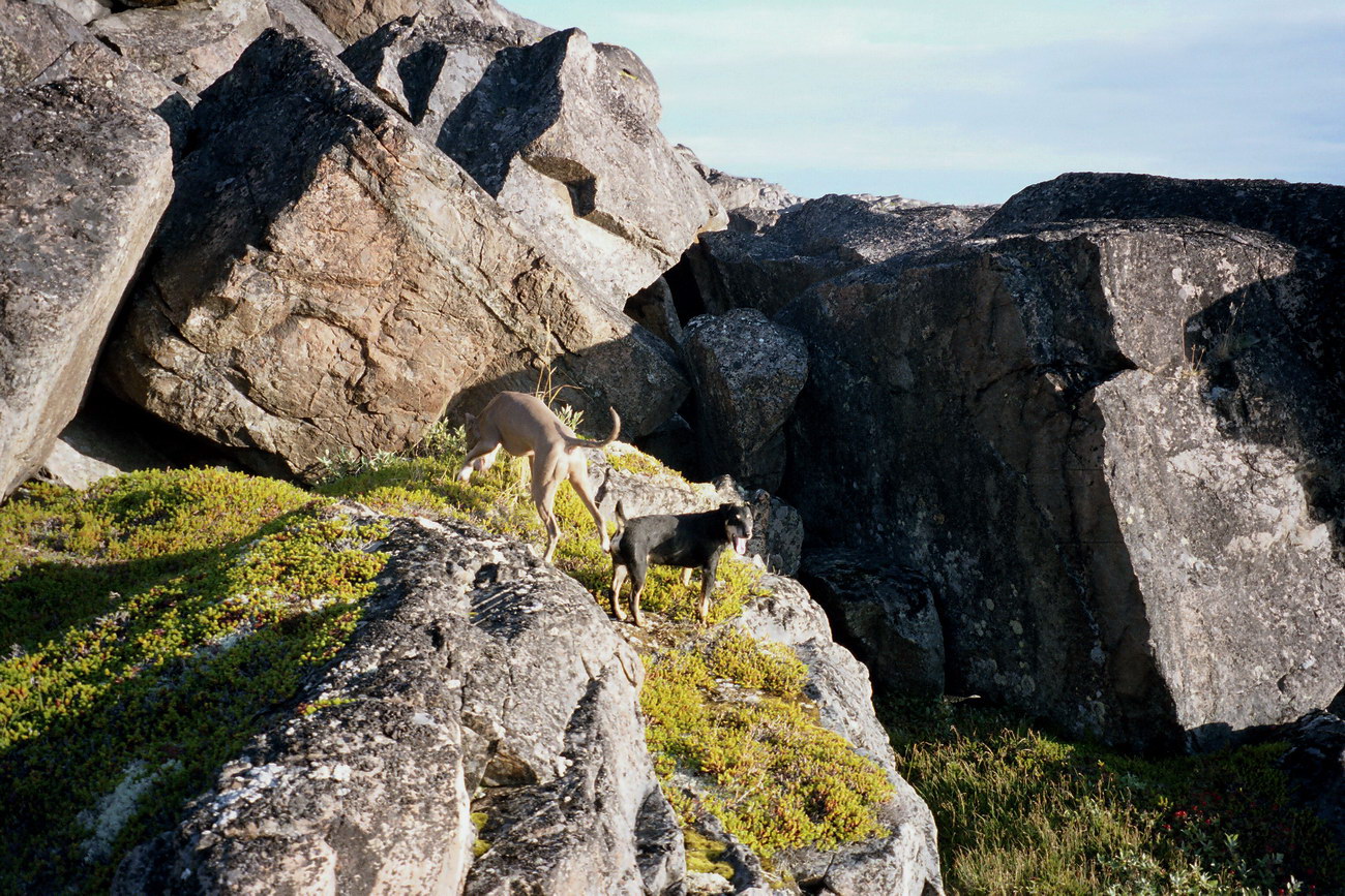 Дальние Зеленцы, image of landscape/habitat.