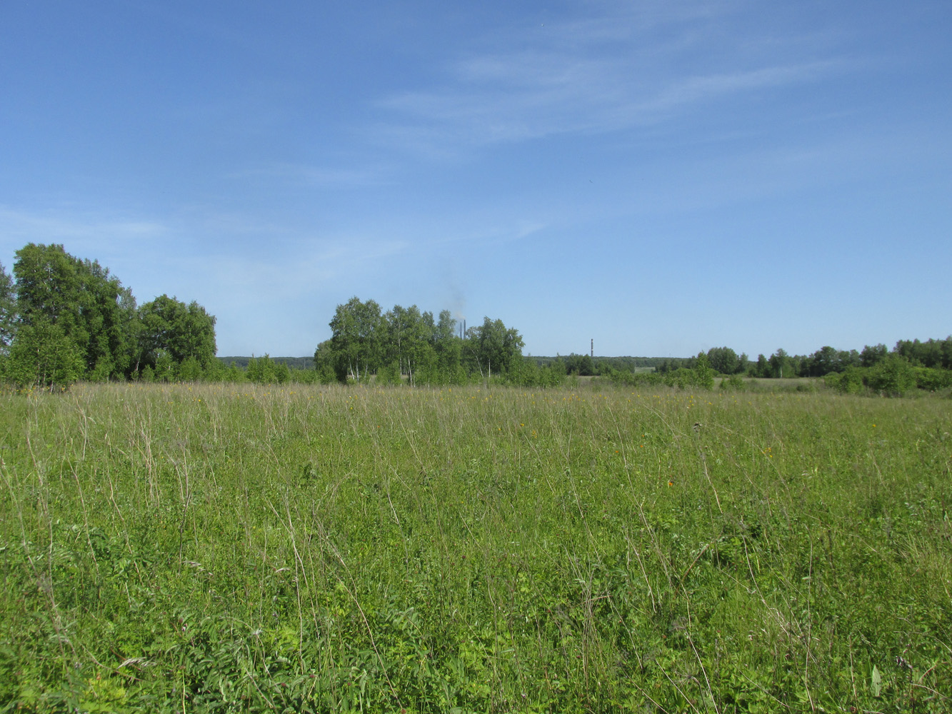 Школьный заказник орхидей, image of landscape/habitat.