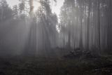 Кунчурихинский бор, image of landscape/habitat.