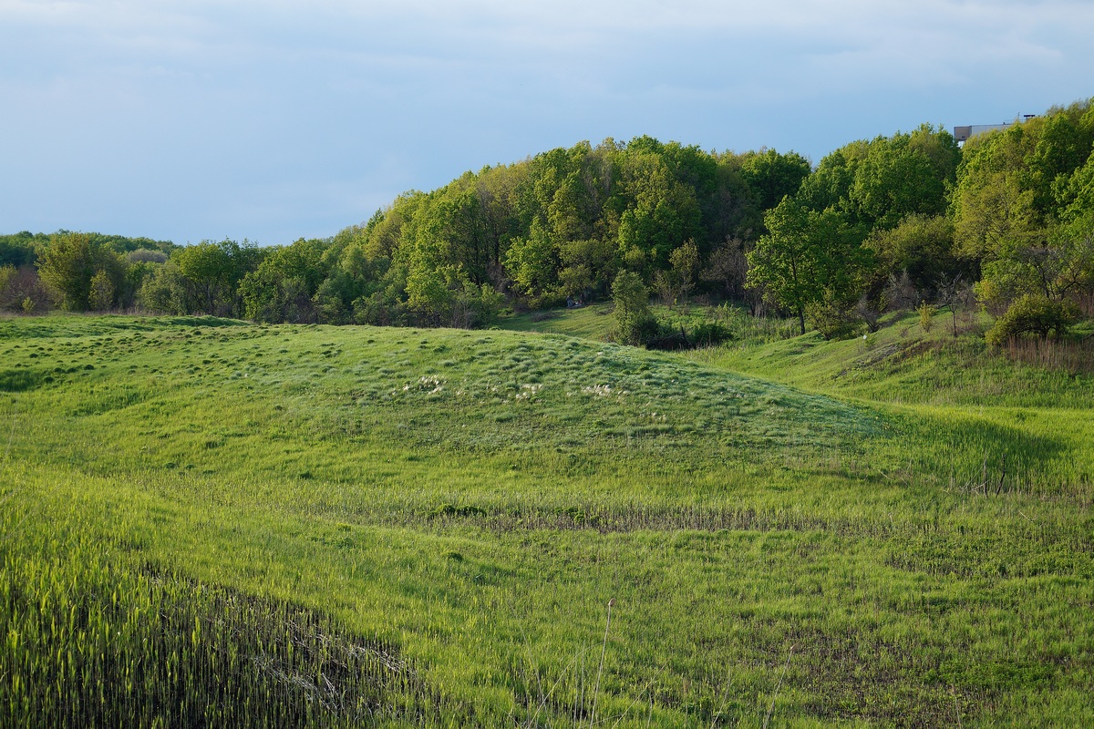 Балка Бирючья, image of landscape/habitat.