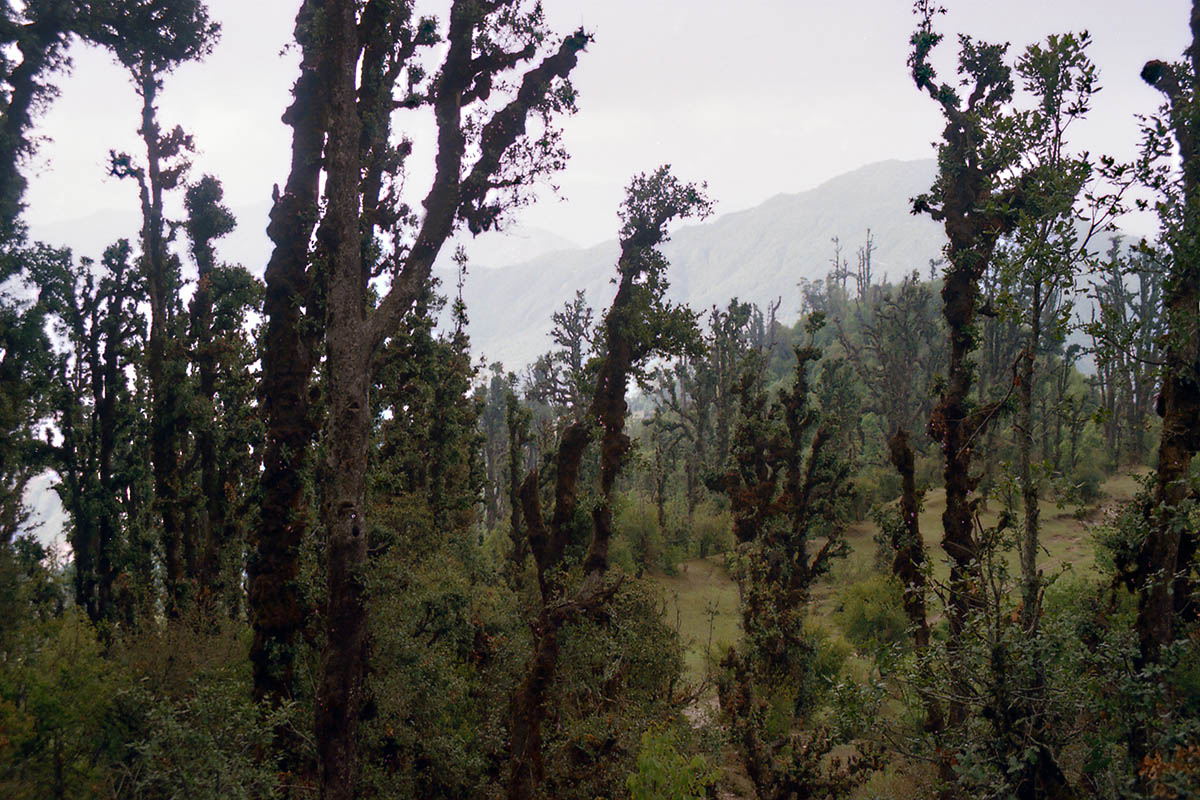 Лангтанг, image of landscape/habitat.