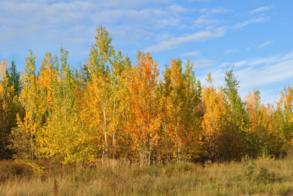 Лено-Вилюйская равнина, image of landscape/habitat.