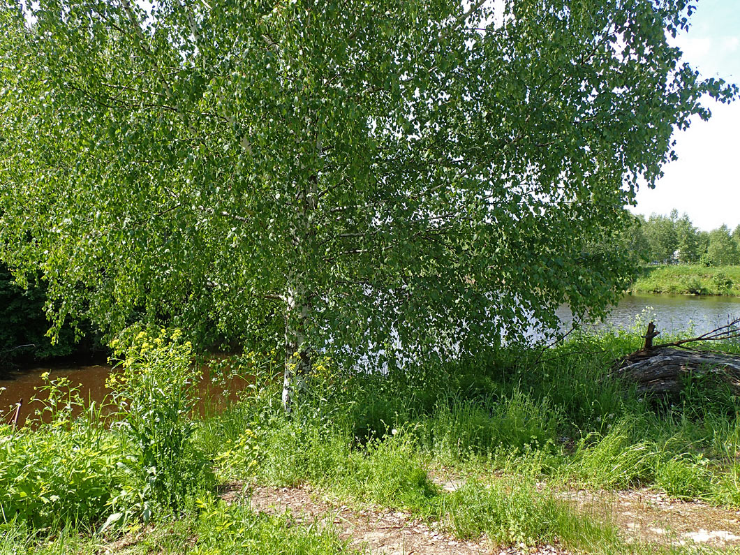 Волдынь - Ябдино, image of landscape/habitat.