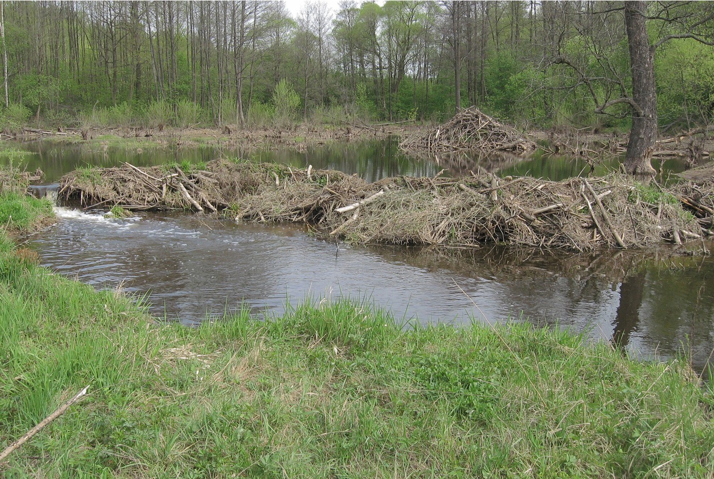 Р. Сушка вблизи м. Данки, image of landscape/habitat.