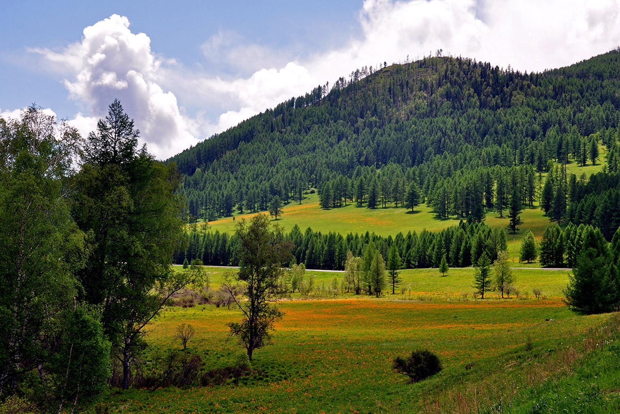 Окрестности села Шебалино, image of landscape/habitat.