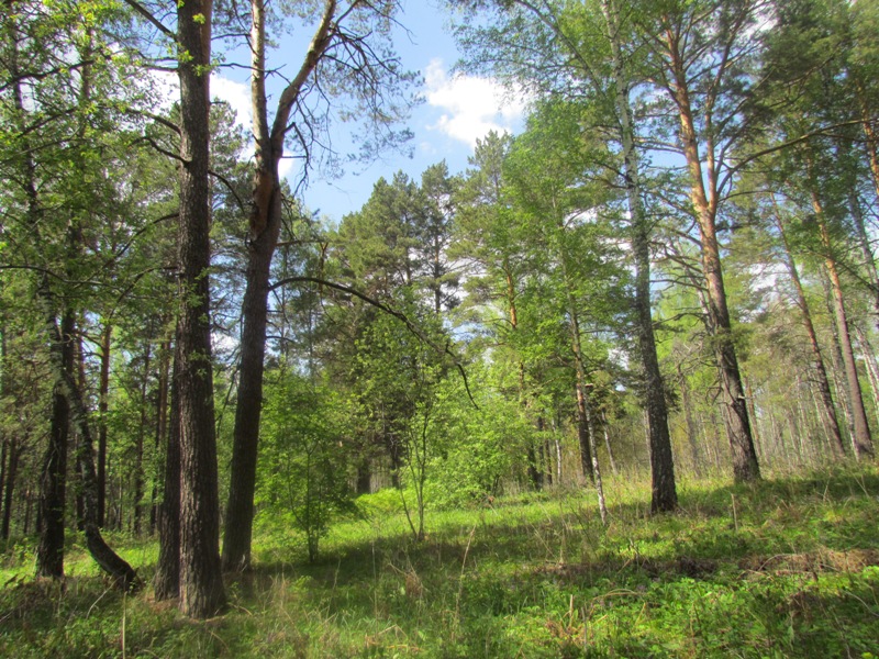 Бердские скалы, image of landscape/habitat.