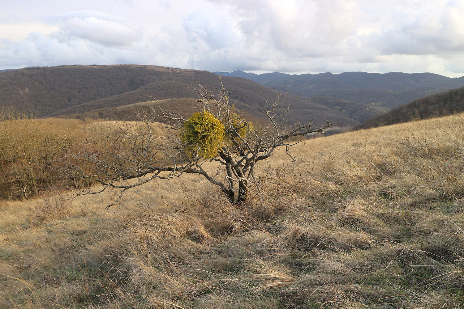 Херсонка, image of landscape/habitat.