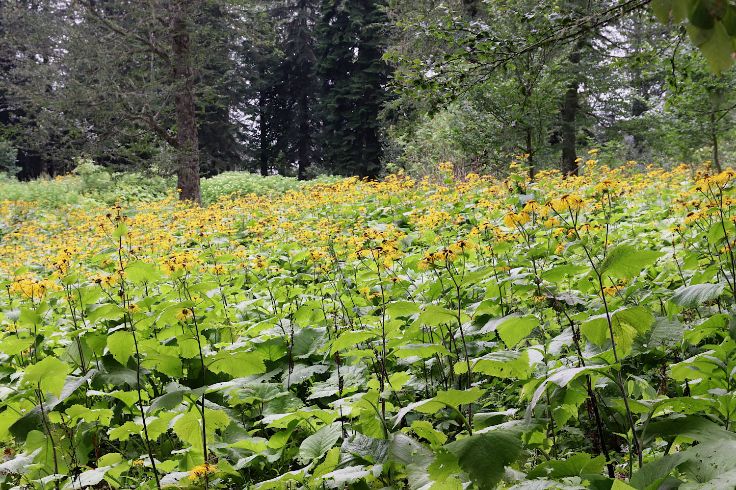 Гора Ах-Аг, image of landscape/habitat.