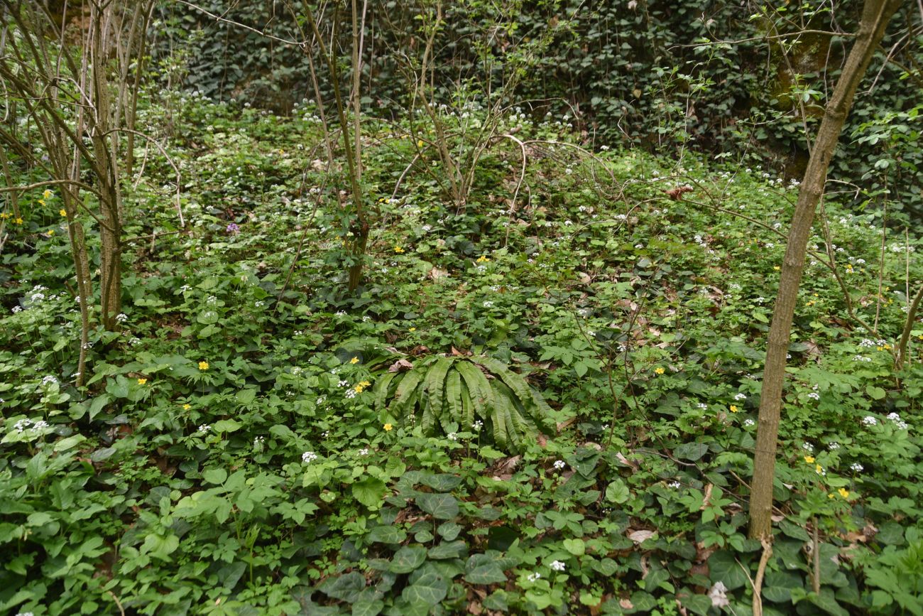 Огромные Глыбы, image of landscape/habitat.