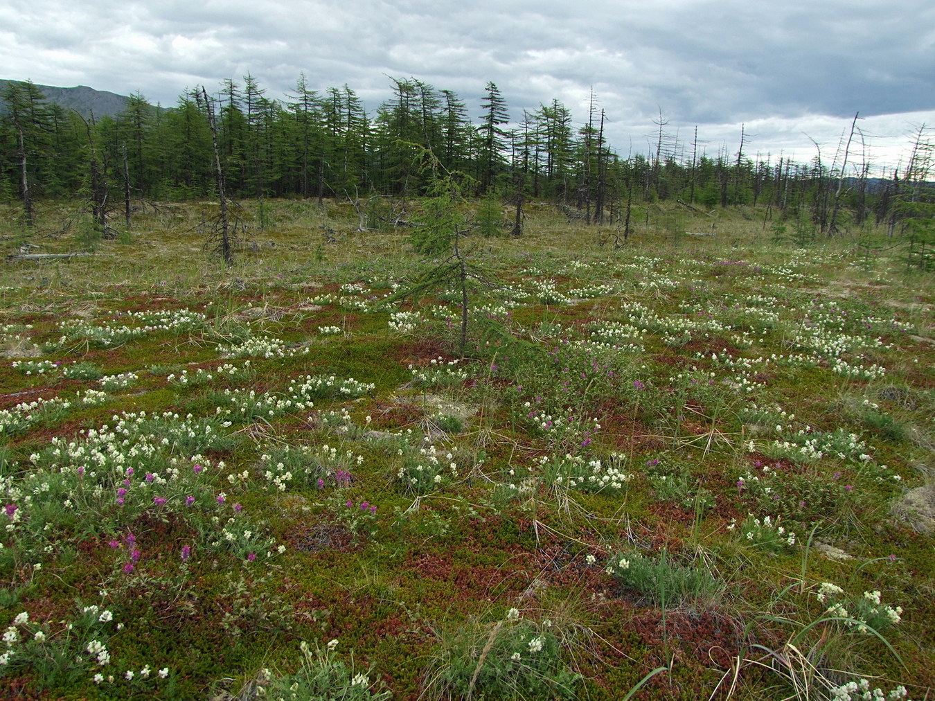 Арманское побережье, image of landscape/habitat.