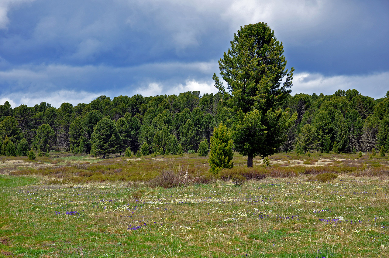 Семинский перевал, image of landscape/habitat.