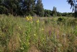 Отрадное, image of landscape/habitat.