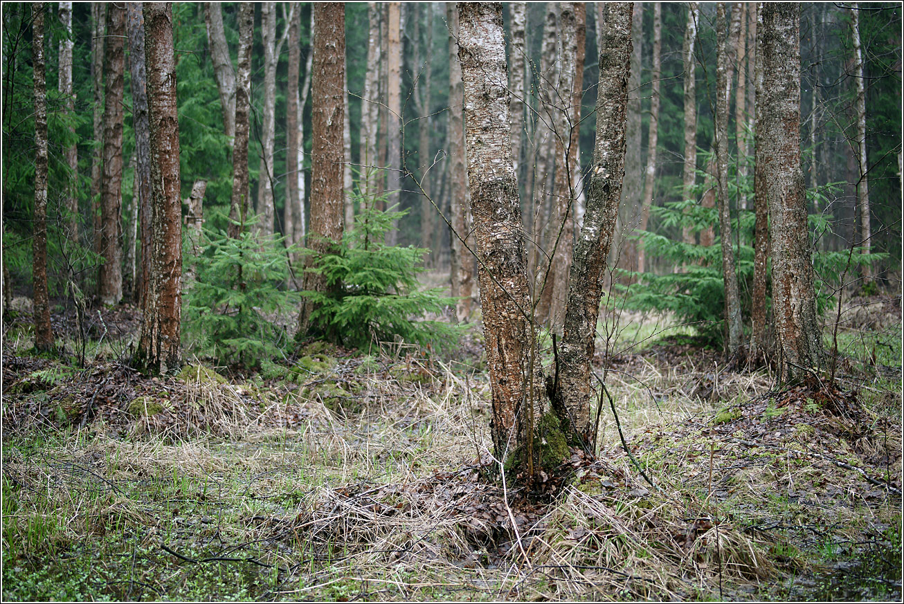 Окрестности Хрипани, image of landscape/habitat.