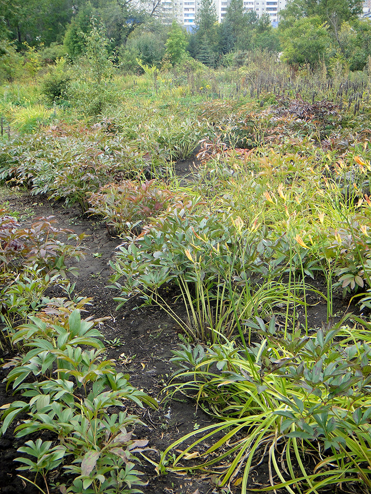 Иркутск, image of landscape/habitat.