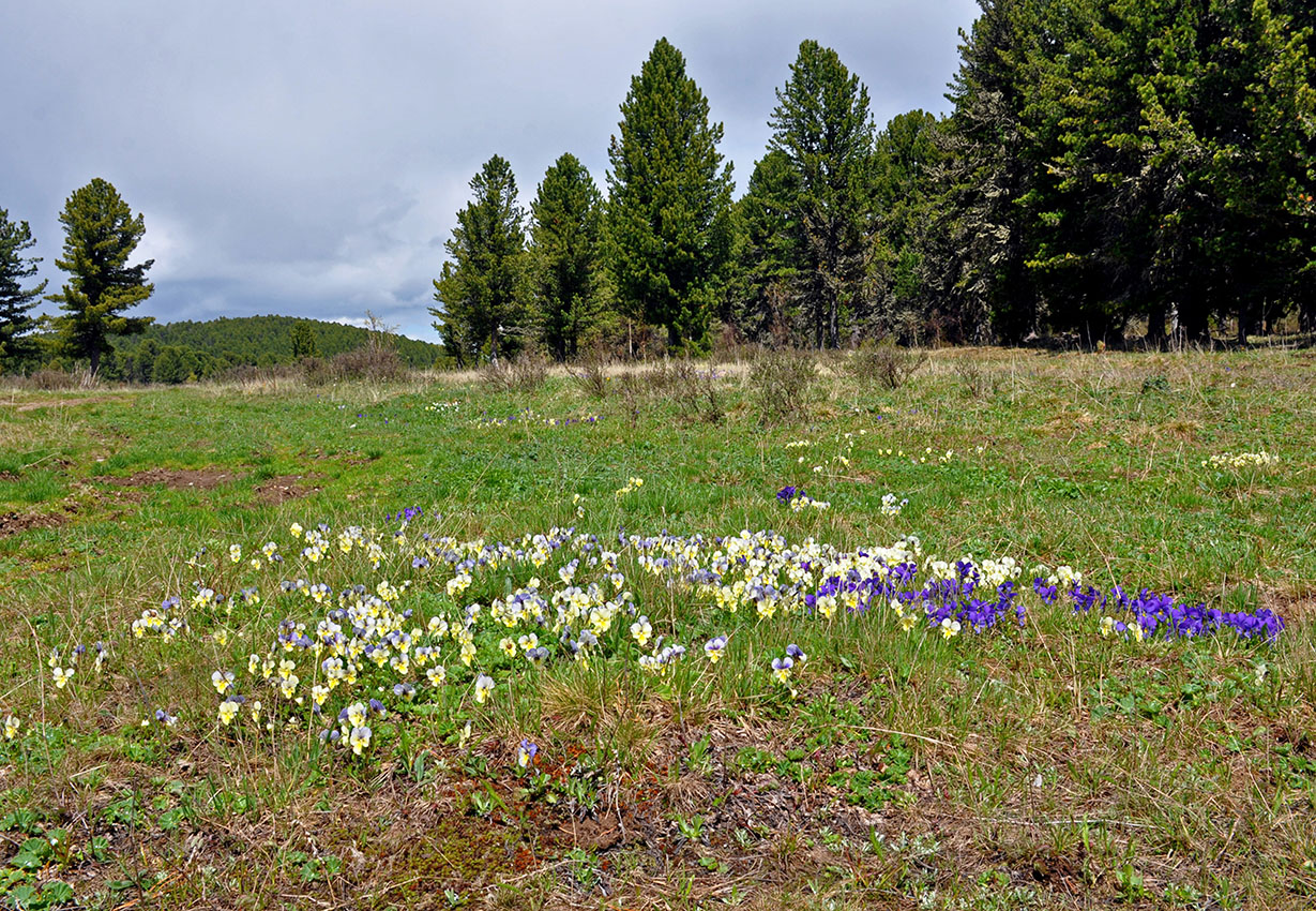 Семинский перевал, image of landscape/habitat.