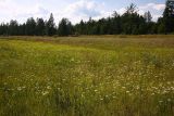 Окрестности Северного, image of landscape/habitat.