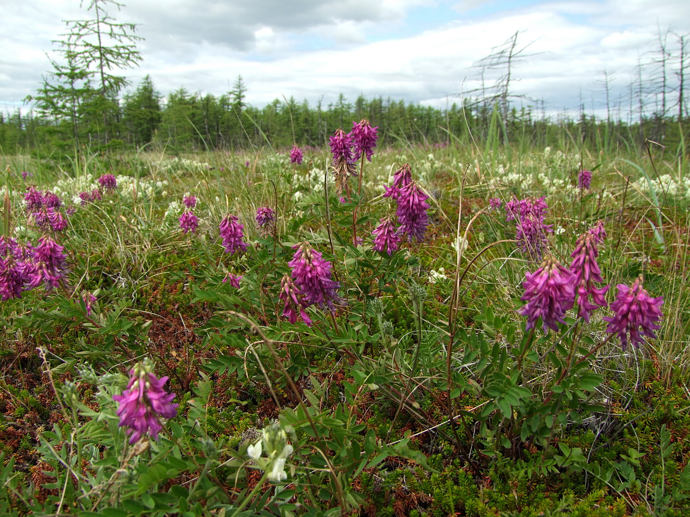 Арманское побережье, image of landscape/habitat.