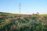 Балка Бирючья, image of landscape/habitat.