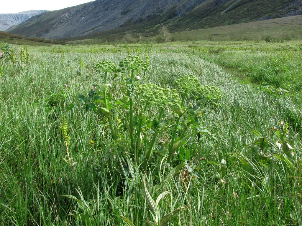 Гэнахадата, image of landscape/habitat.