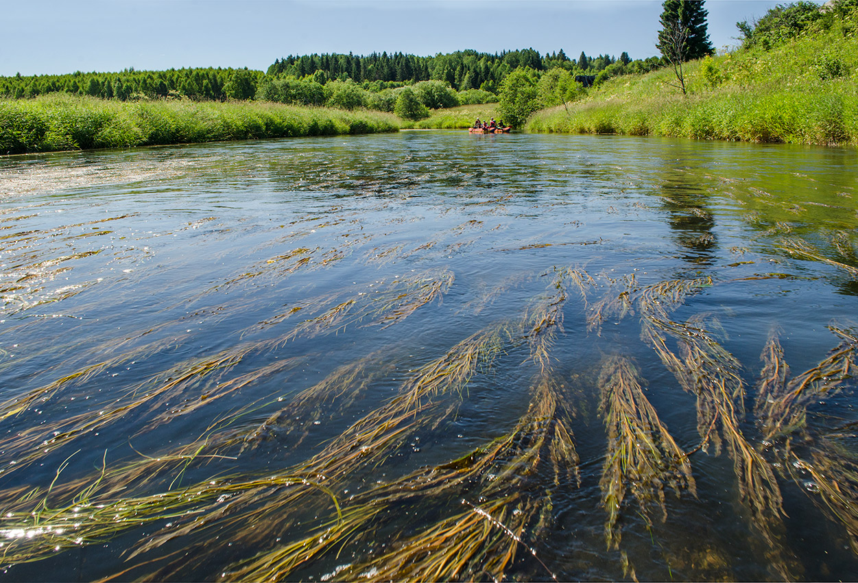 Окрестности деревни Боковая, image of landscape/habitat.