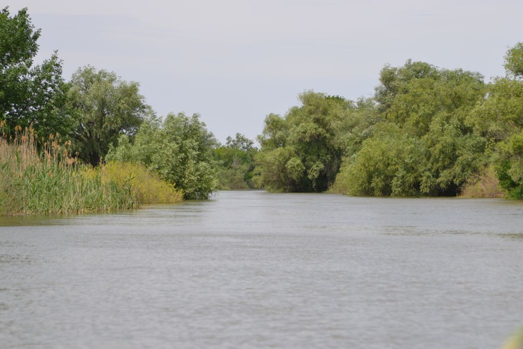 Дельта (средняя зона), image of landscape/habitat.