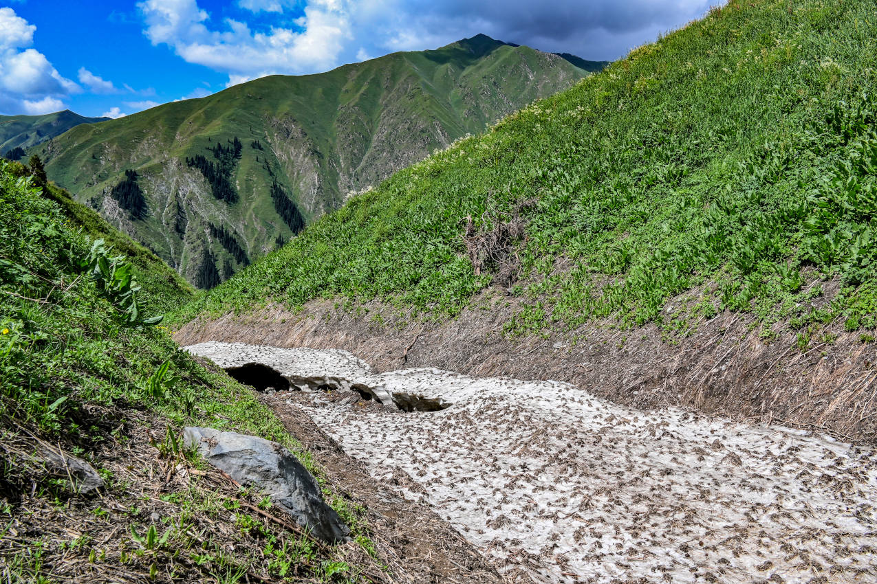 Перевал Макмал, image of landscape/habitat.