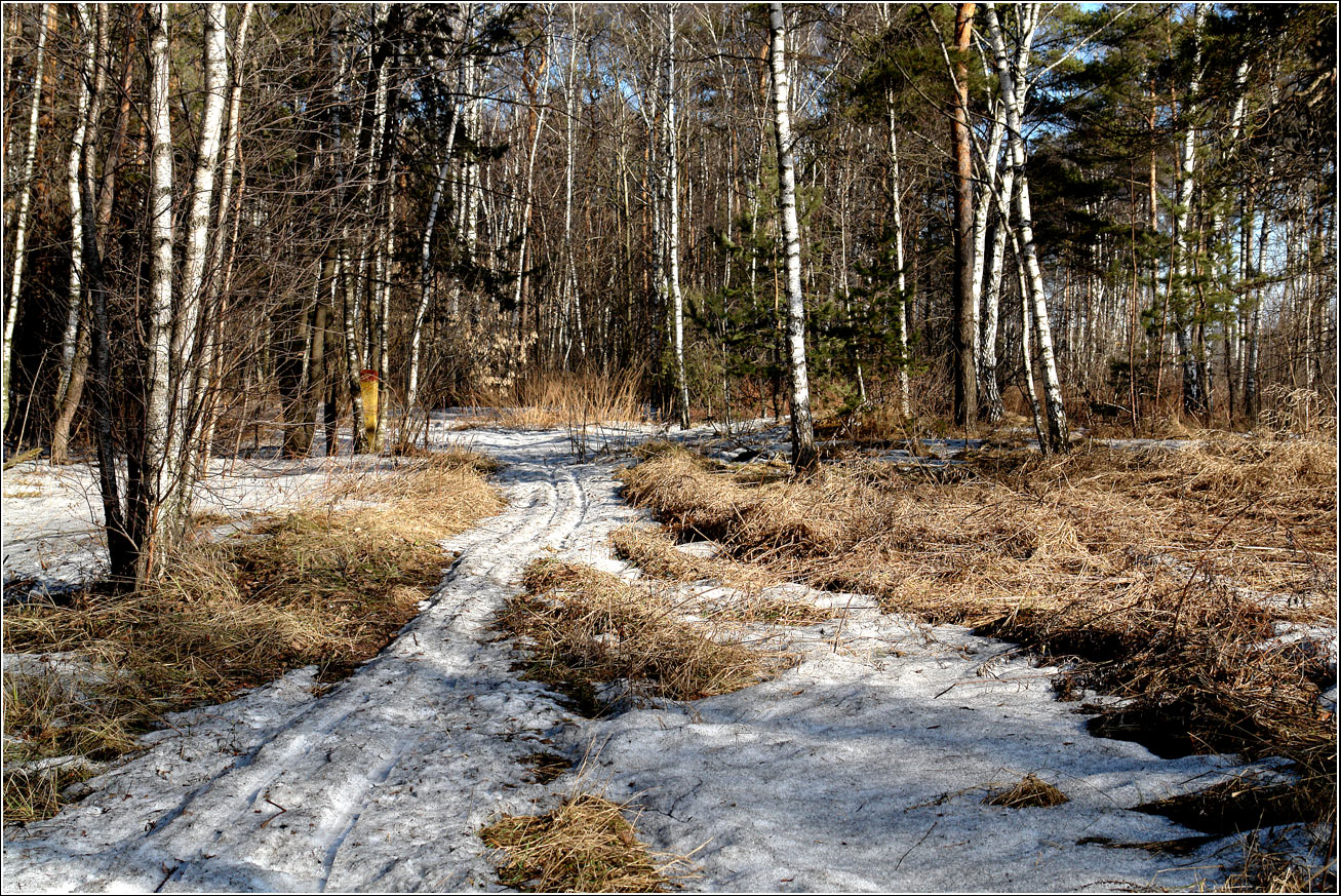 Кузьминский лесопарк, image of landscape/habitat.