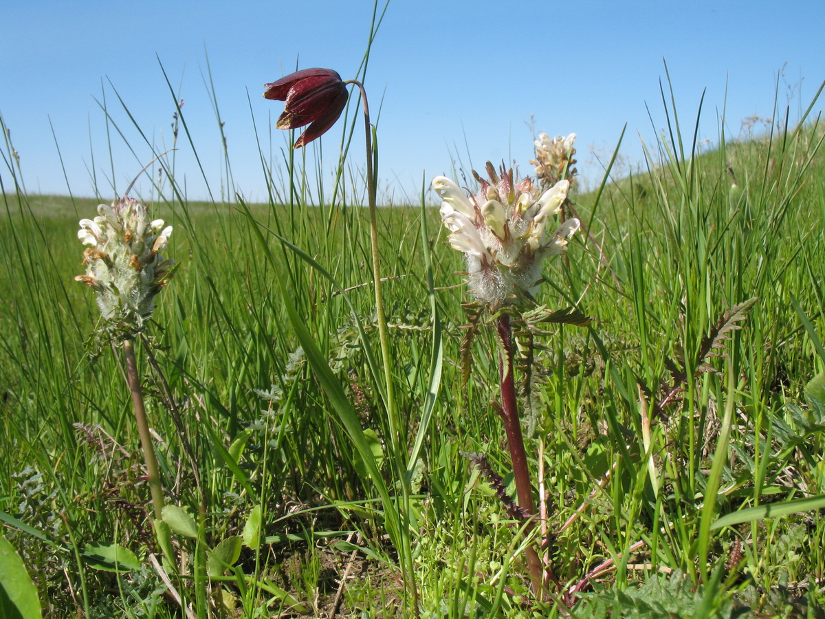 Кургальждинский заповедник, image of landscape/habitat.