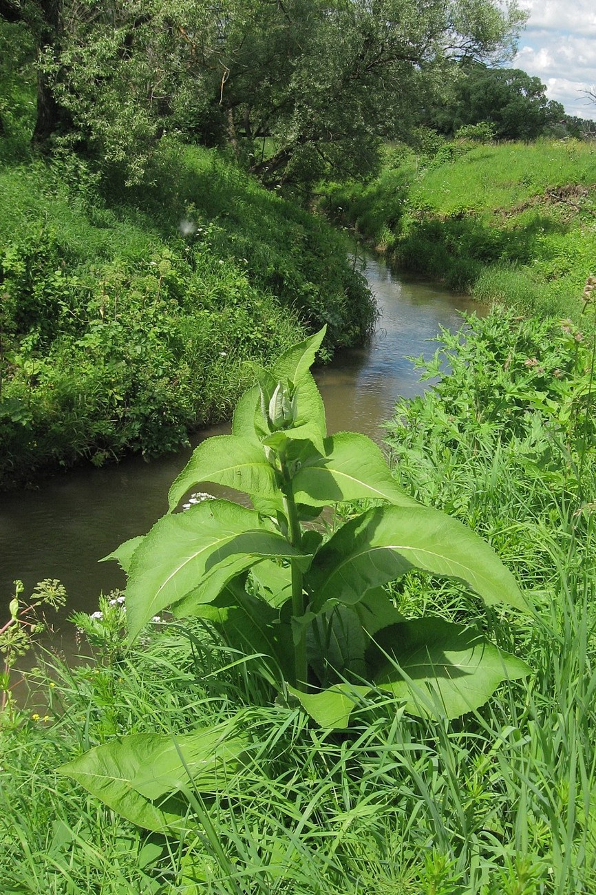 Долина р. Скнига у д. Волково, image of landscape/habitat.