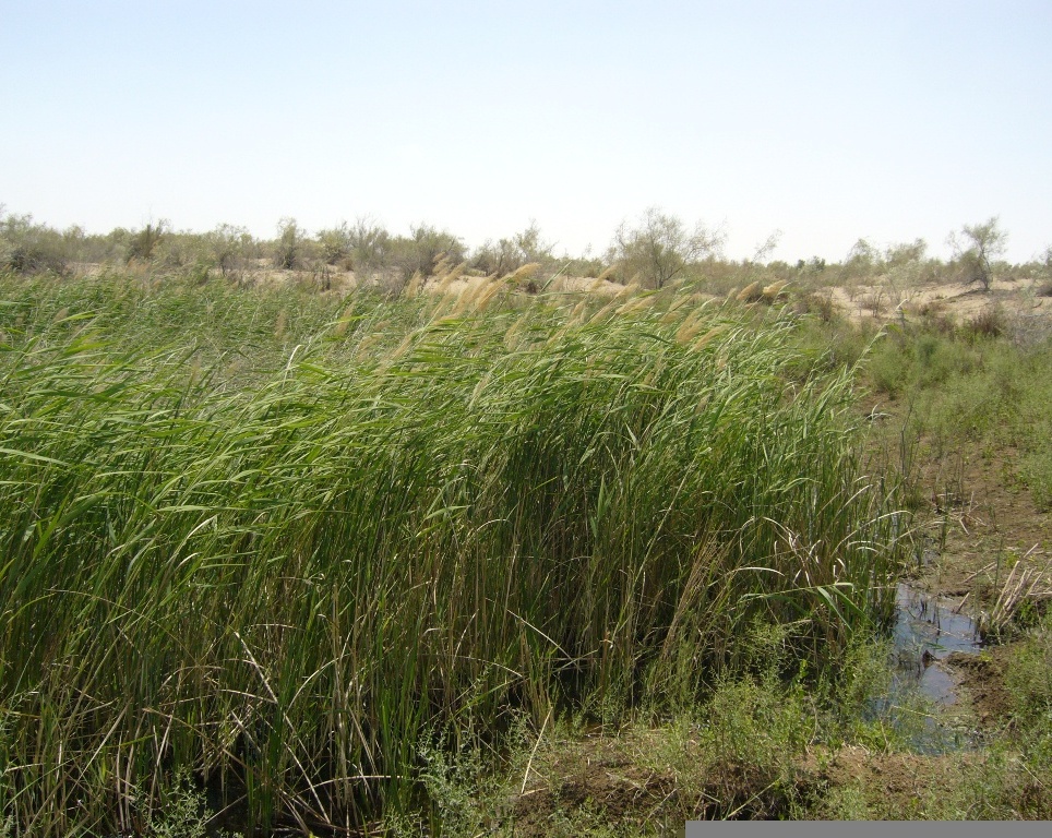 Мервский оазис с пустыней, image of landscape/habitat.